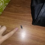Zarządzanie najmem - robaki w mieszkaniu